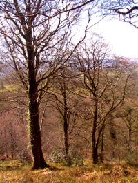 Woods near Stranorlar, near Johnny B's B&B accommodation, Ballybofey, County Donegal, Ireland